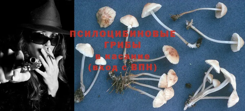 Галлюциногенные грибы Psilocybine cubensis  наркошоп  Бологое 